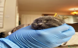 British Shorthair cats for sale:  Gccf British shorthair kittens champion lines 🏆 - Image 37