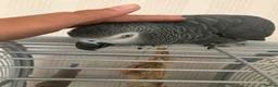 Parrots birds for sale: Male and female congo African Grey Parrots in Southampton - Advert 7