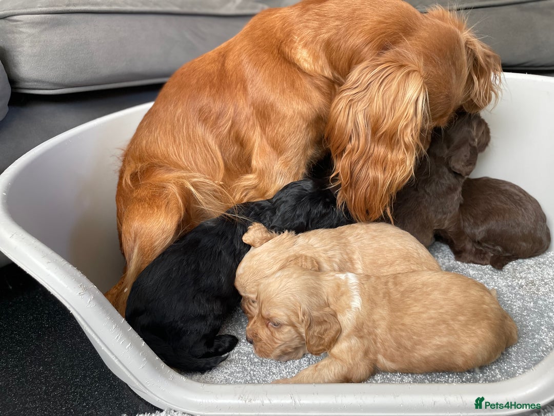 Cockapoo dogs for sale: F1 cockapoo p,r.a clear test - Image 13