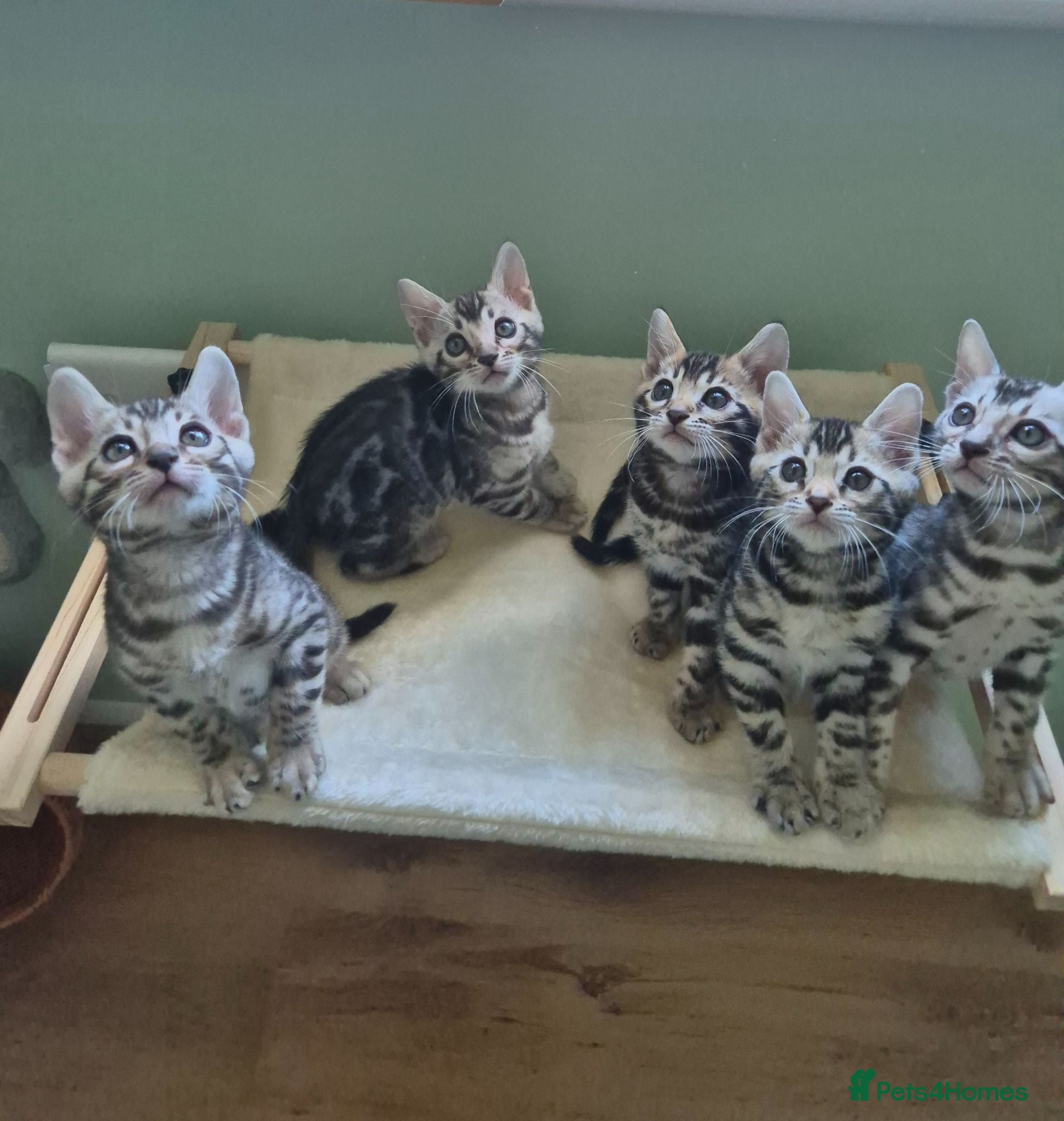 Bengal cats Champion Bloodline TICA Bengal Kittens - Advert 17