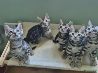 Bengal cats Champion Bloodline TICA Bengal Kittens - Advert 9