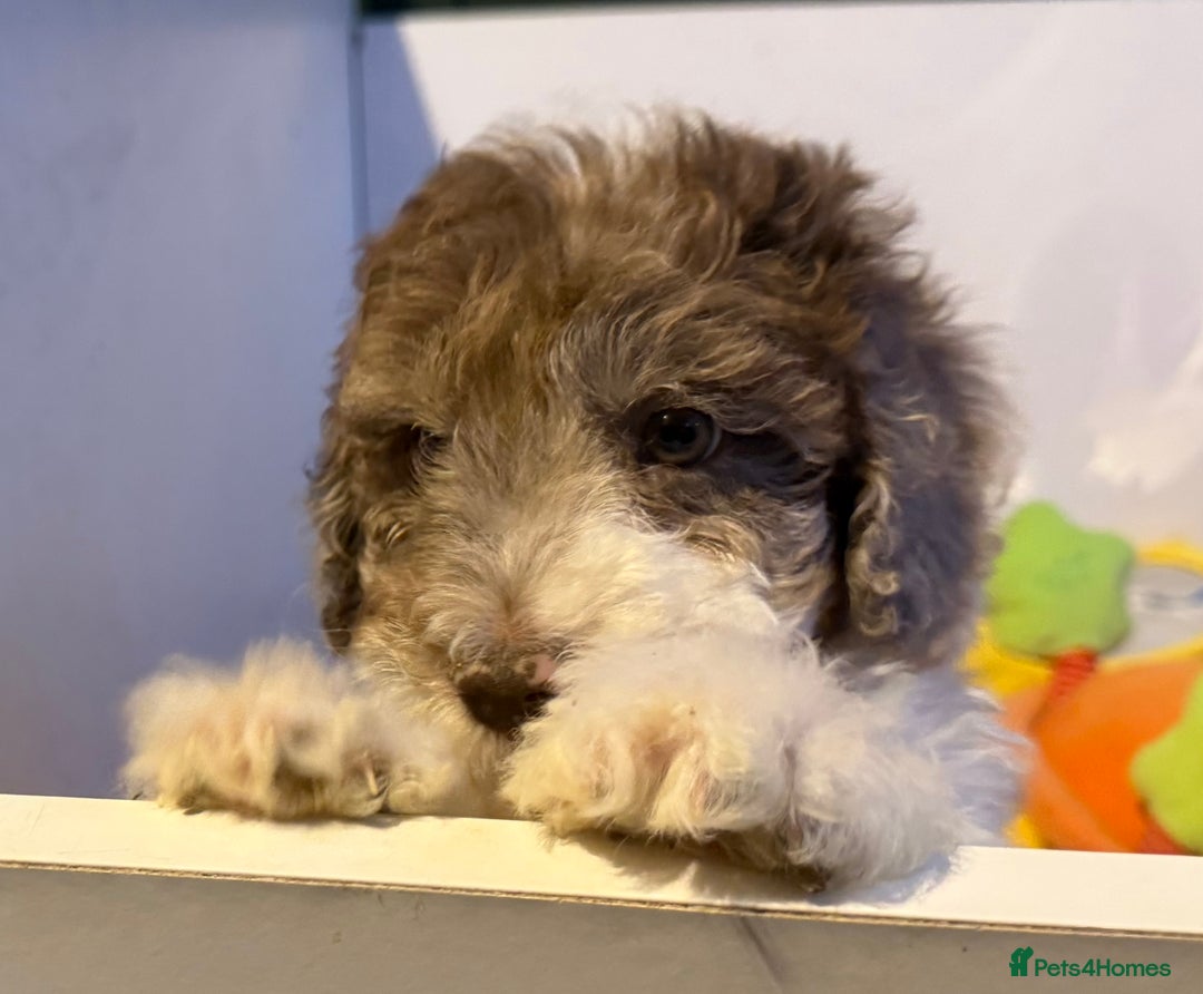 Labradoodle dogs for sale: Therapy breeder 5th gen miniature F1bbbb - Image 36