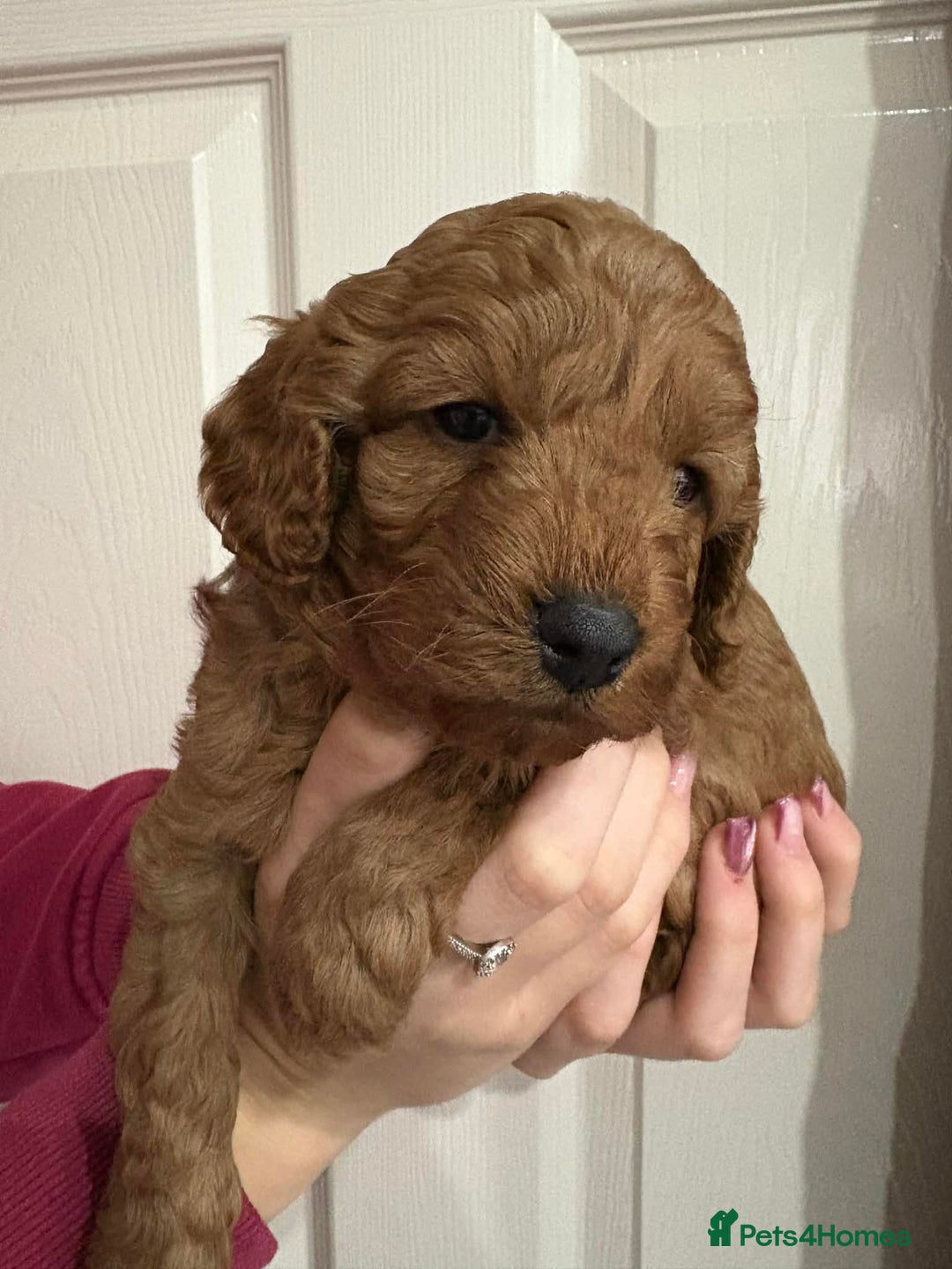 Cavapoo dogs for sale: Beautiful F1B Teddy Cavapoo Puppies - Advert 4