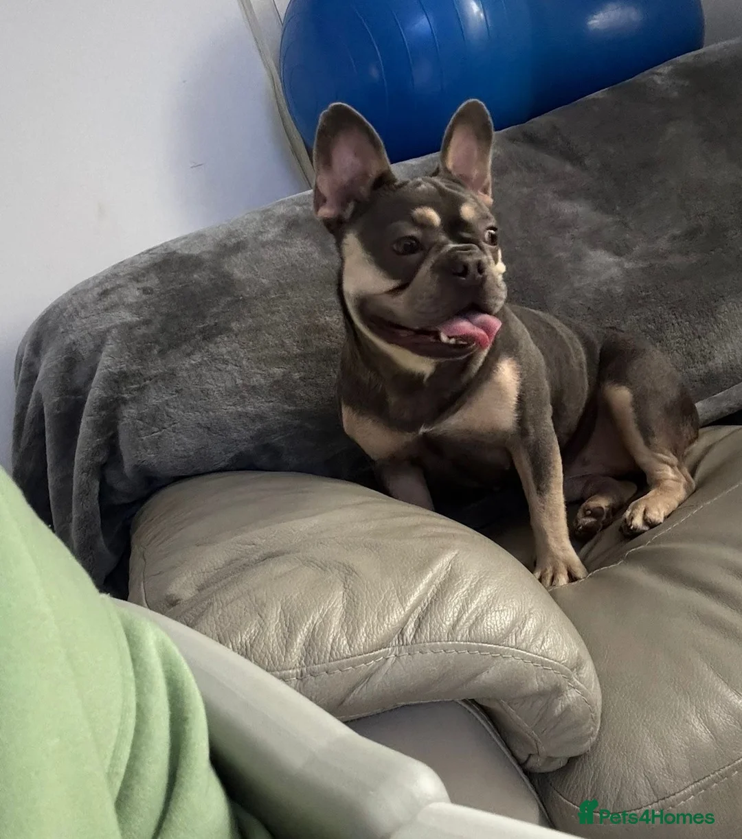 French Bulldog dogs for sale: French bulldog  - Advert 1