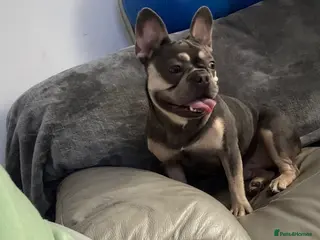 French Bulldog dogs French bulldog - Advert 18