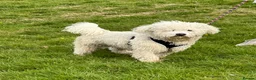 Bichon Frise dogs for sale: Pure Bichon Frise Puppies - Advert 6