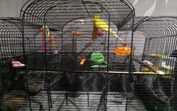 Parrots birds for sale: 2 budgies for £60 - Image 3