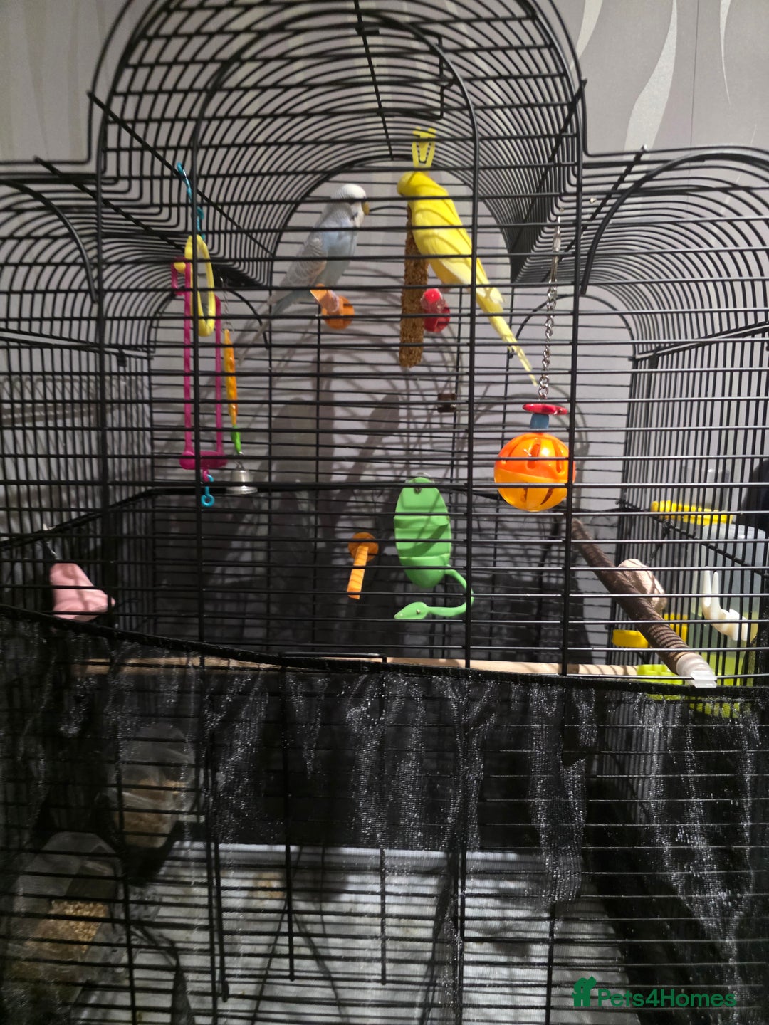 Parrots birds for sale: 2 budgies for £60 - Image 3
