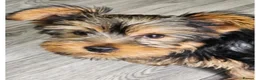 Yorkshire Terrier dogs for sale: Yorkie - Advert 7
