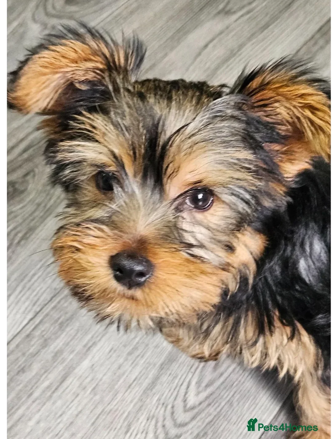 Yorkshire Terrier dogs for sale: Yorkie - Advert 7