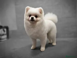 Pomeranian dogs Male Pomeranian For Stud! in London - Advert 6