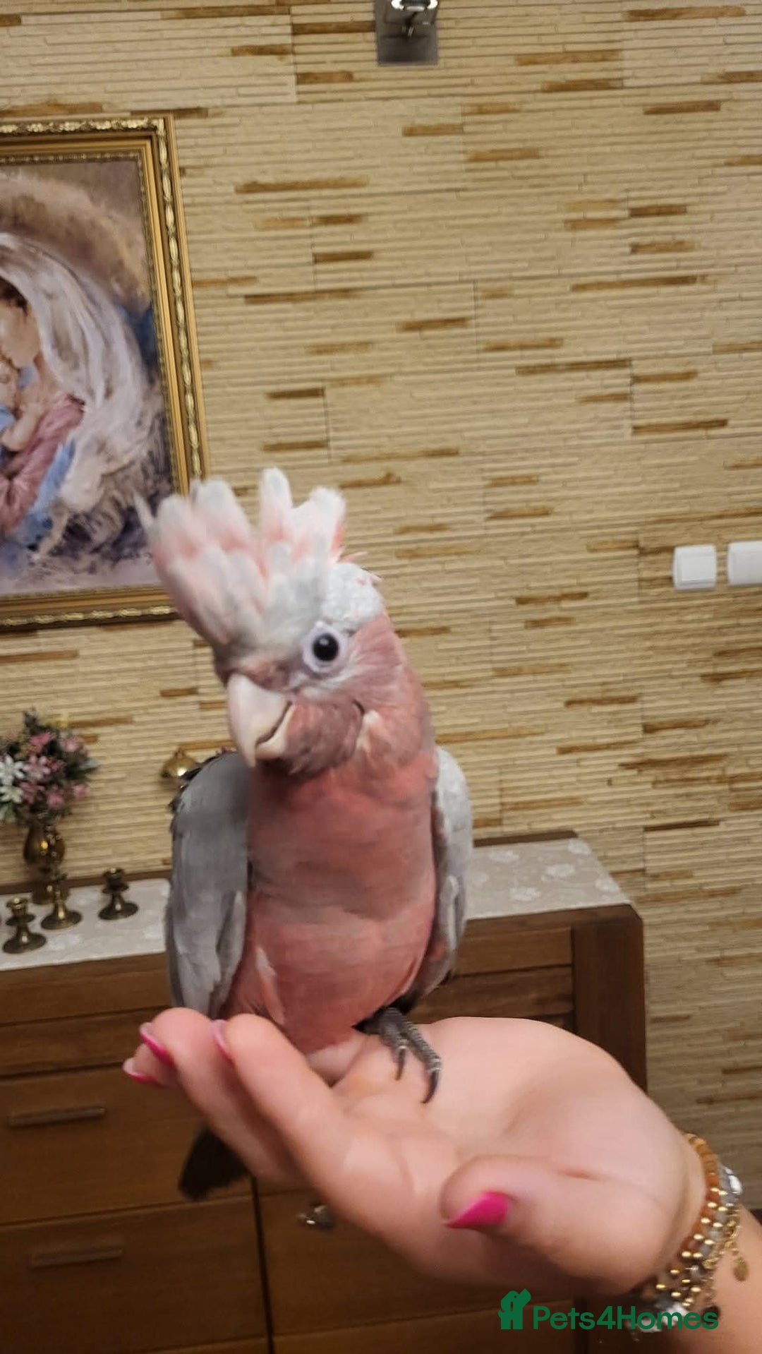 Cockatoo birds for sale: Galah cockatoos babies DNA tested  - Advert 3
