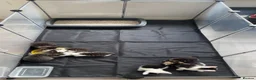 Mixed Breed cats for sale: 7 beautiful sweet friendly kittens  - Advert 5