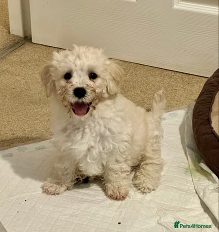 Cavachon dogs - Advert 1