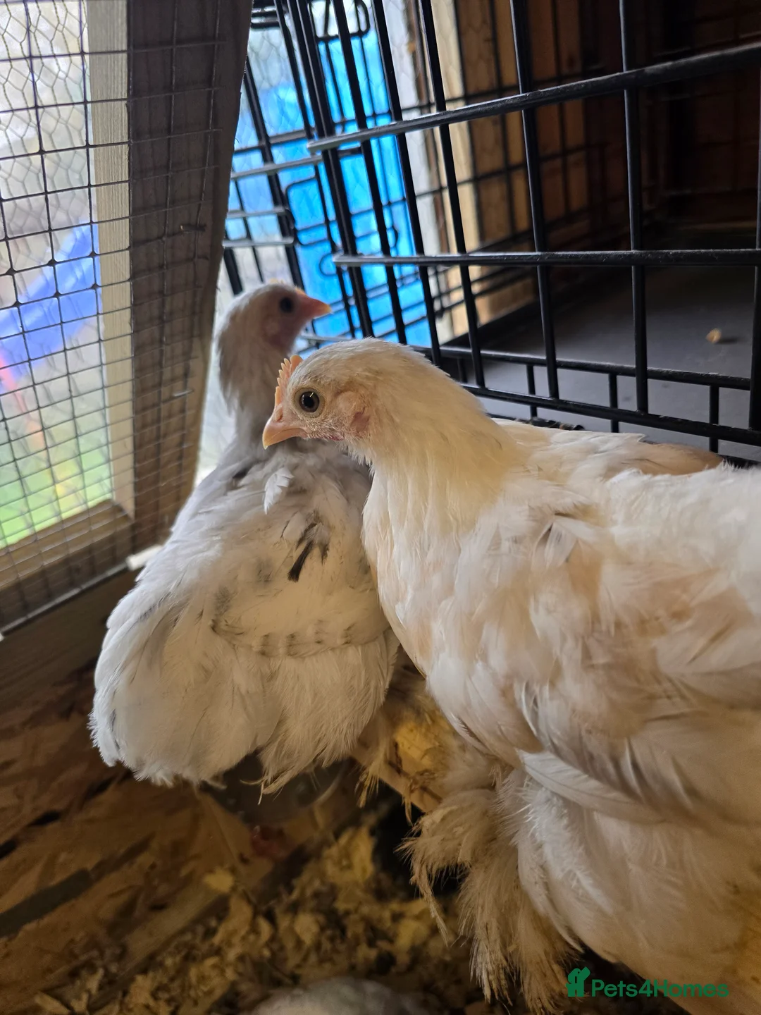 Chickens poultry for sale: PEKINS BANTAMS & QUAIL CELADON pullets & young - Advert 6