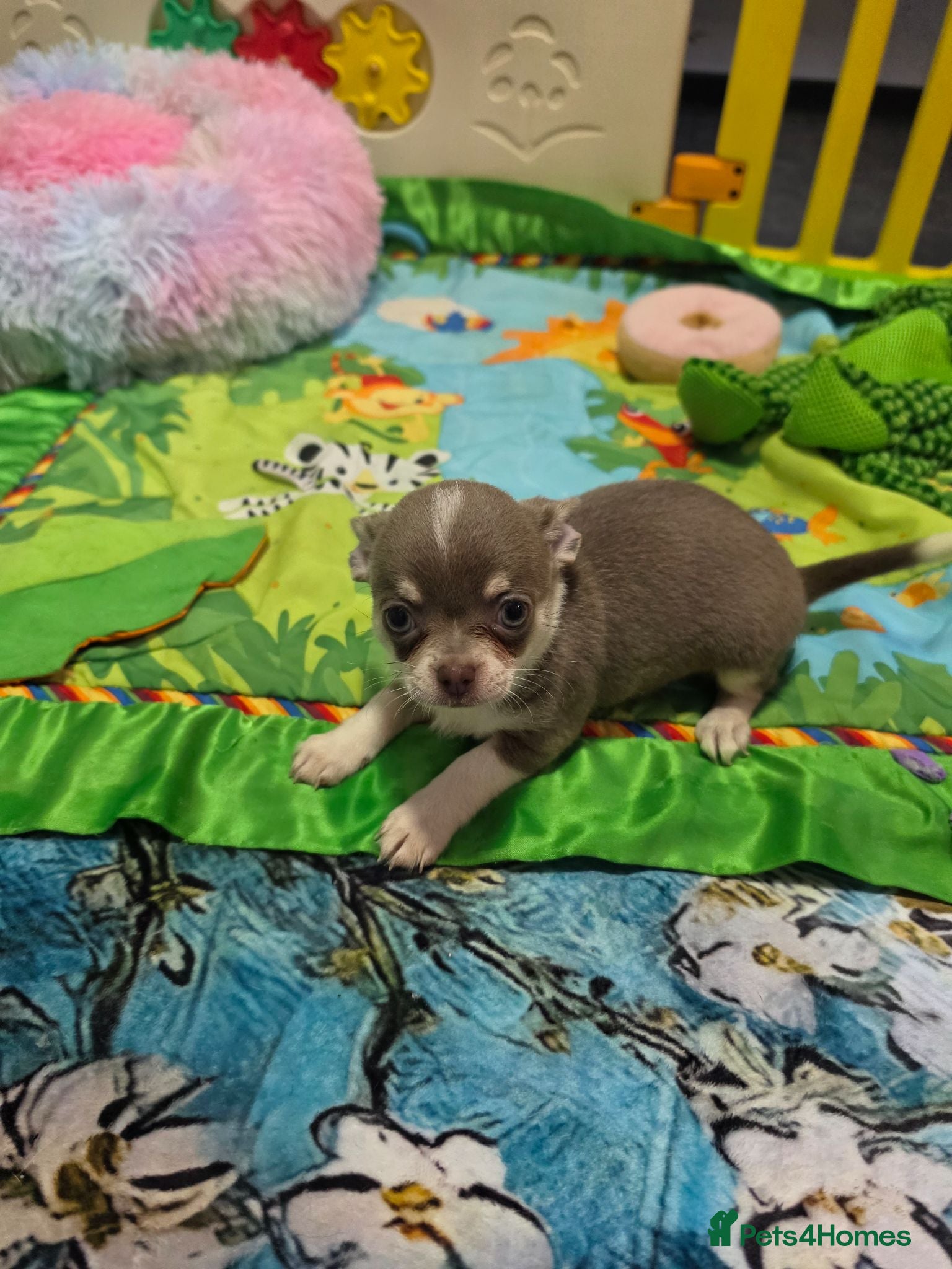 Chihuahua dogs Kc reg Chihuahua Puppys health tested parents - Advert 2