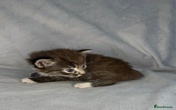 Turkish Van cats for sale: Rare Turkish van kittens for sale.  - Image 4