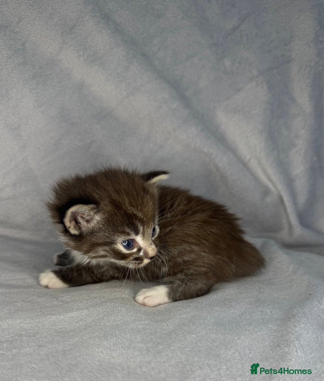 Turkish Van cats for sale: Rare Turkish van kittens for sale.  - Image 4