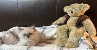 Persian cats - Advert 14