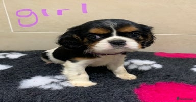 Cavalier King Charles Spaniel dogs - Advert 8