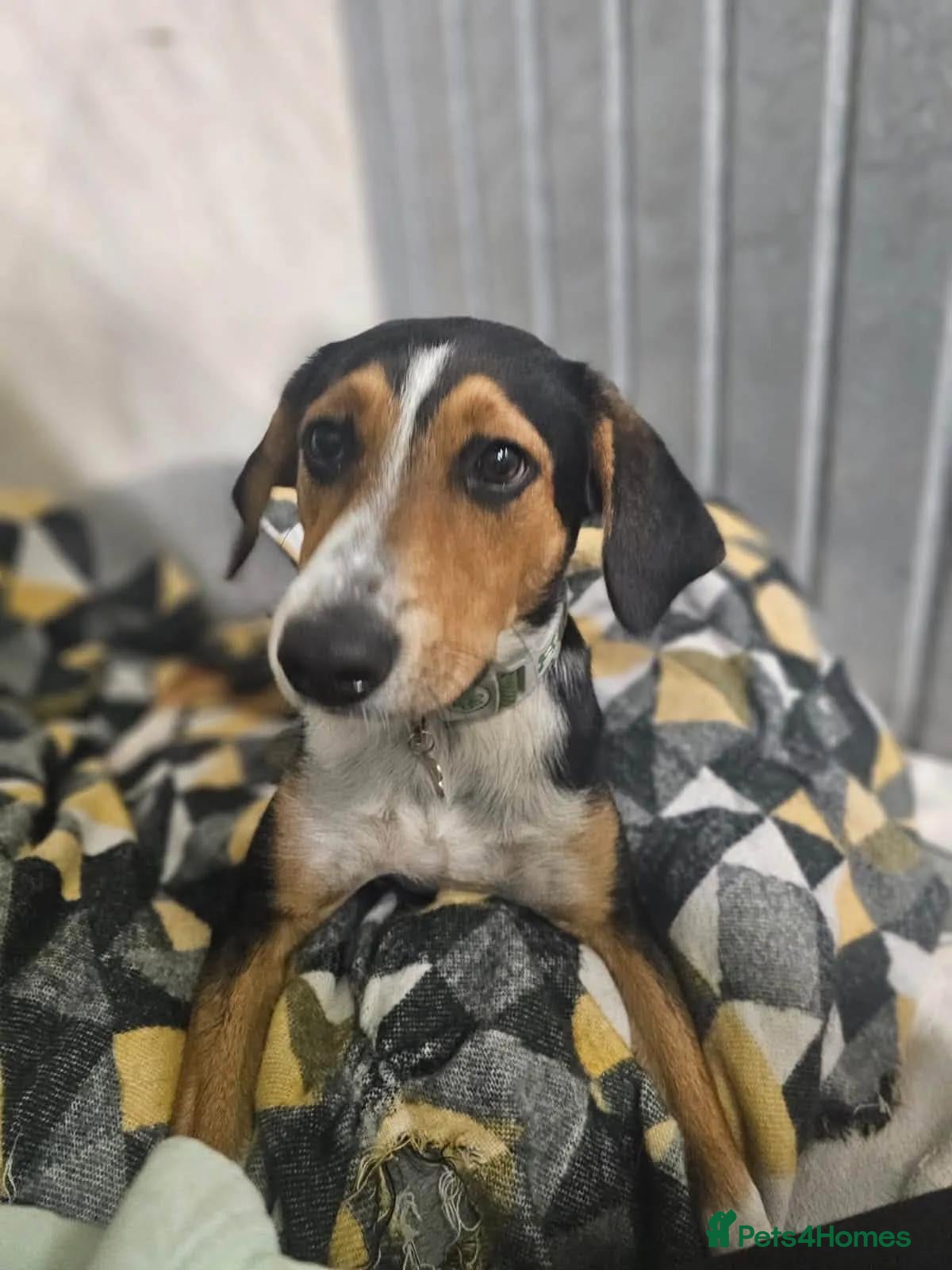 Mixed Breed dogs Dotty - Advert 2