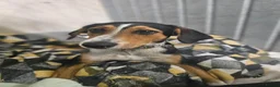 Mixed Breed dogs for adoption: Dotty - Advert 1