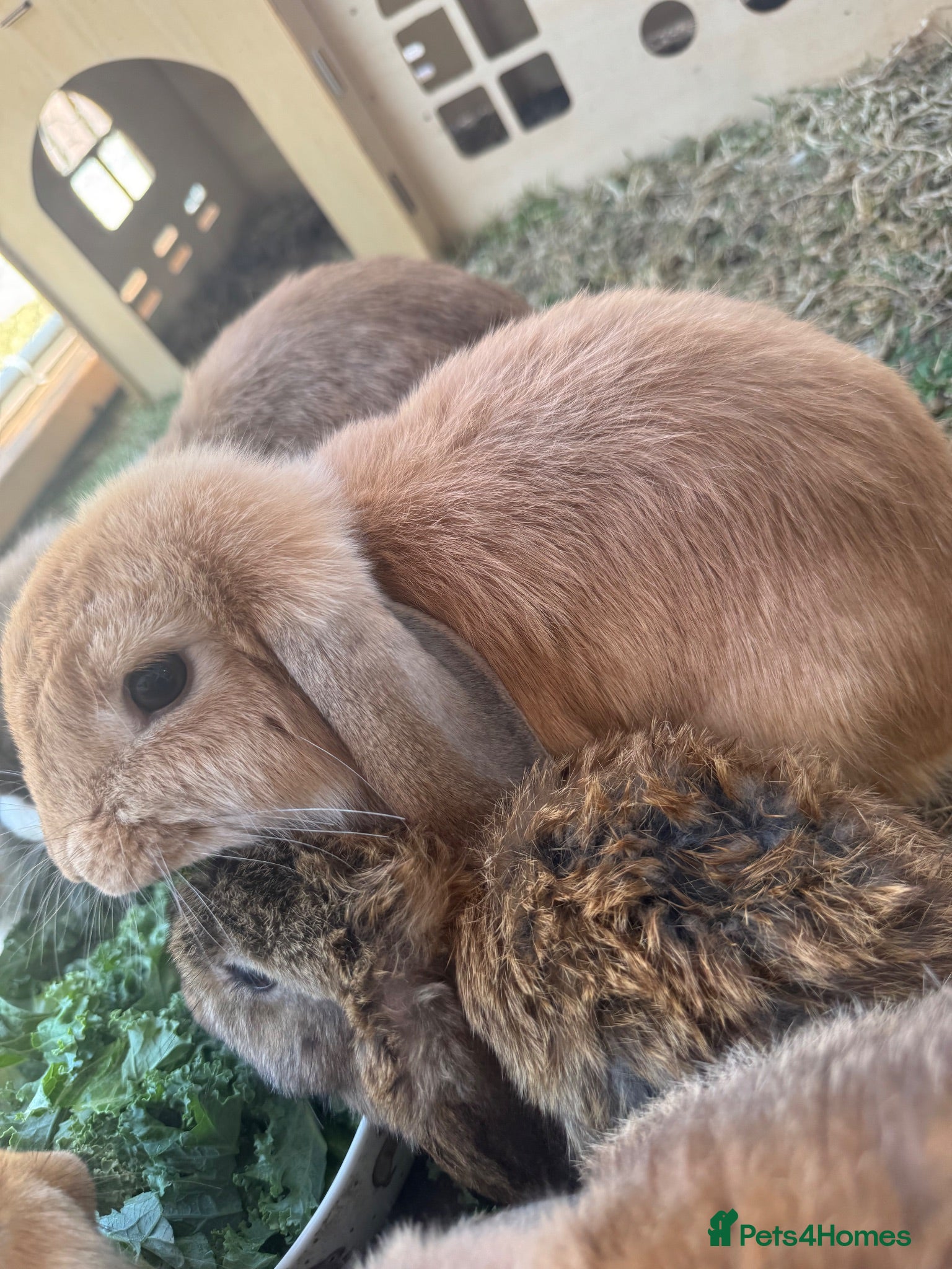 Mini Lop rabbits Female Mini Lop - Advert 1