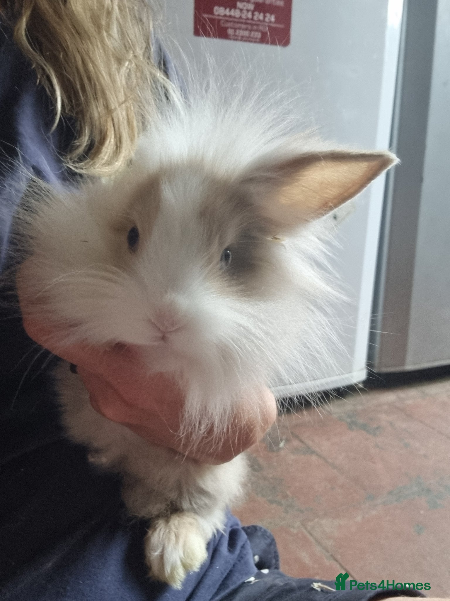 Lionhead rabbits Mini lionhead rabbits  - Advert 1