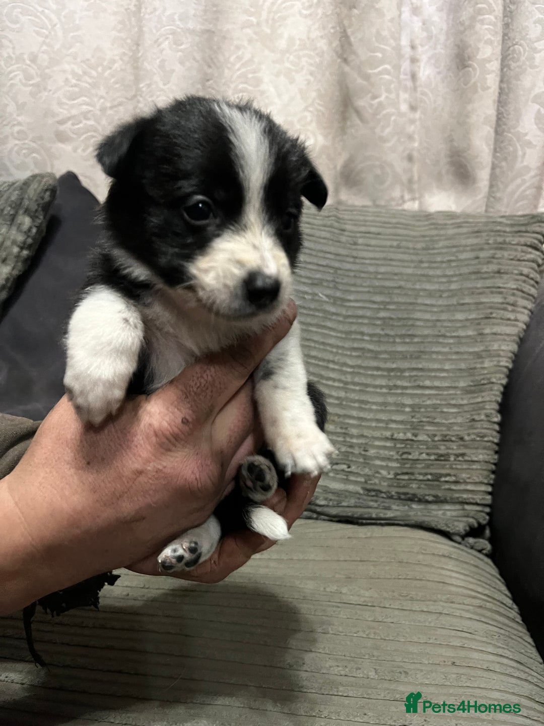 Mixed Breed dogs for sale: Collie pups!  - Advert 5