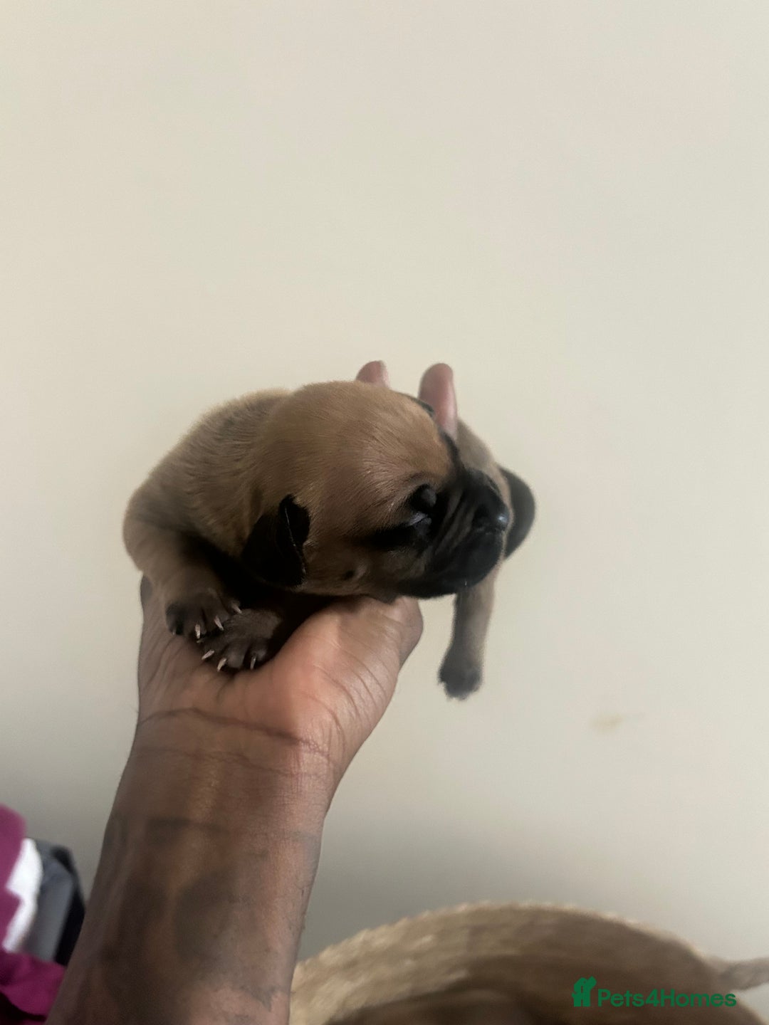 Mixed Breed dogs for sale: French bulldog mix - Image 14