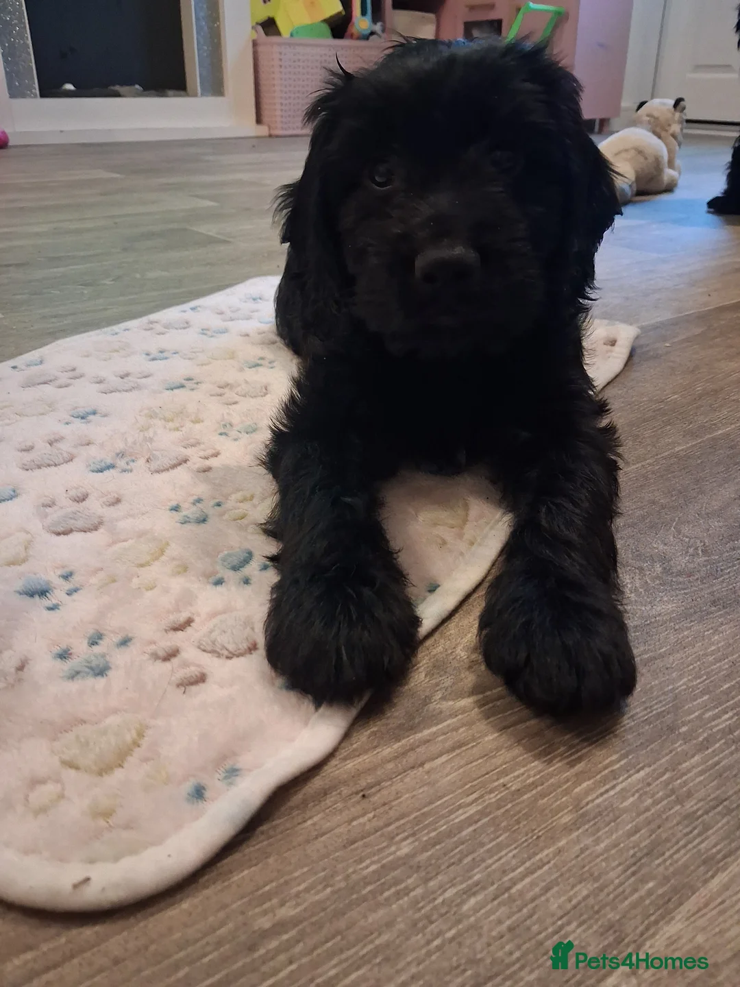 Mixed Breed dogs for sale: Beautiful girl looking for her forever home - Advert 11