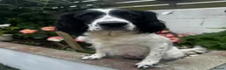 Mixed Breed dogs for sale: Springalier puppies for sale  - Advert 5