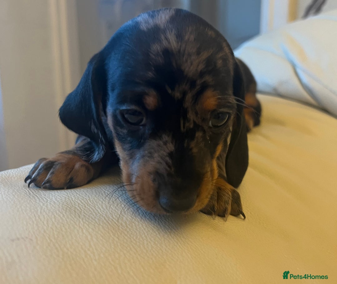 Dachshund dogs for sale: 6 beautiful dachshund puppies for sale - Image 3