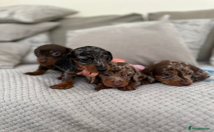Dachshund dogs - Advert 5