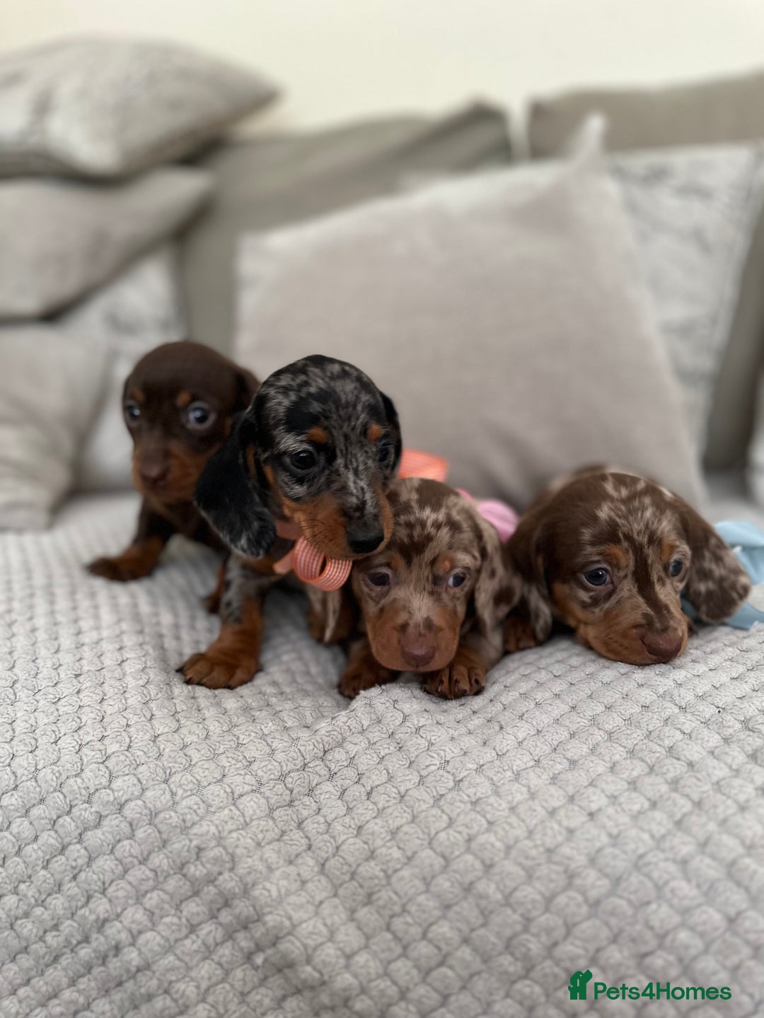 Dachshund dogs for sale: Minnature Long Haired Dachshund puppies  - Image 13