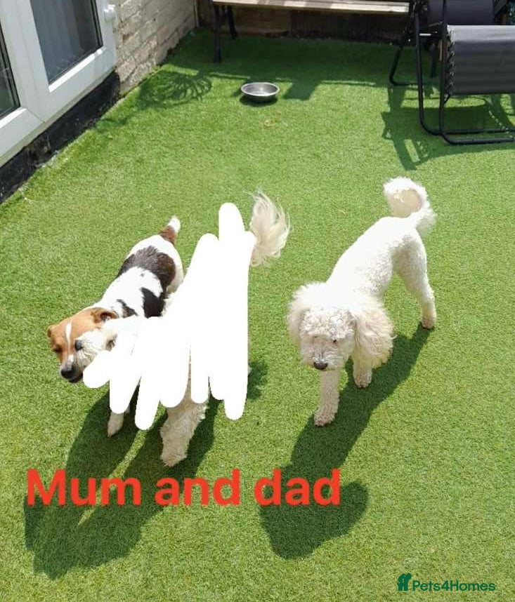 Jackapoo dogs 12 week old Jack-a-poo male puppy - Advert 2