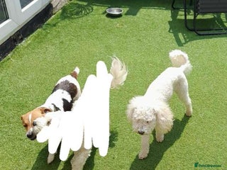 Jackapoo dogs 12 week old Jack-a-poo male puppy - Advert 1