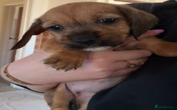 Dachshund dogs for sale: Wire haired dachshund puppies  - Advert 15