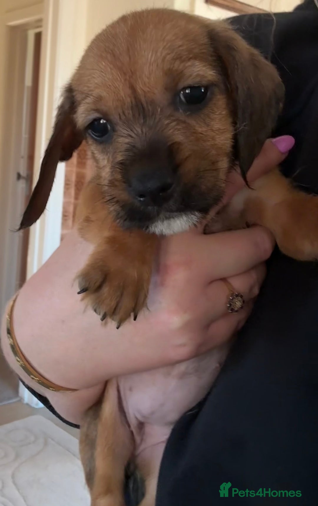 Dachshund dogs for sale: Wire haired dachshund puppies  - Advert 15