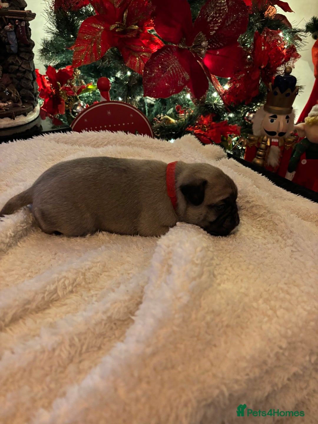 Pug dogs for sale: Pug puppies - Advert 5