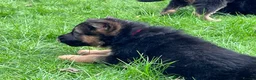 German Shepherd dogs for sale: KC reg German shepherd puppies  - Advert 24