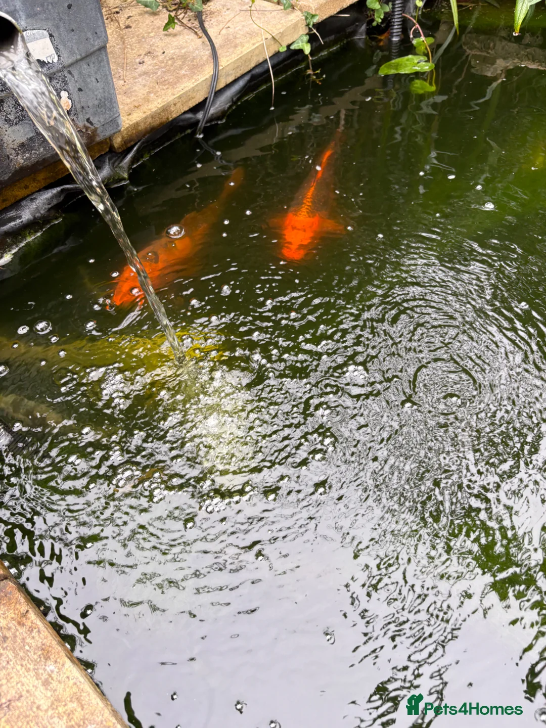 Koi Carp fish for sale: 5-6” plus 16” koi - Advert 2