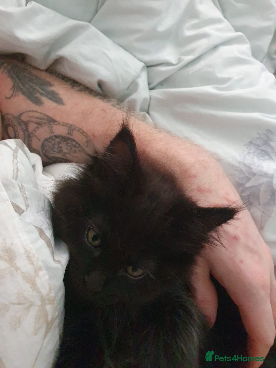 Maine Coon cats for sale: Maincoon x ragdoll  - Image 19