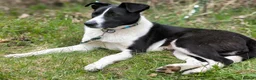 Mixed Breed dogs for adoption: ❤️🐶 RIABA – THE COMPANION EVERY FAMILY DREAMS OF in Burton-on-Trent - Advert 28