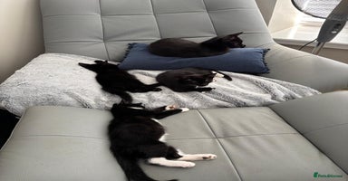 Mixed Breed cats - Advert 4