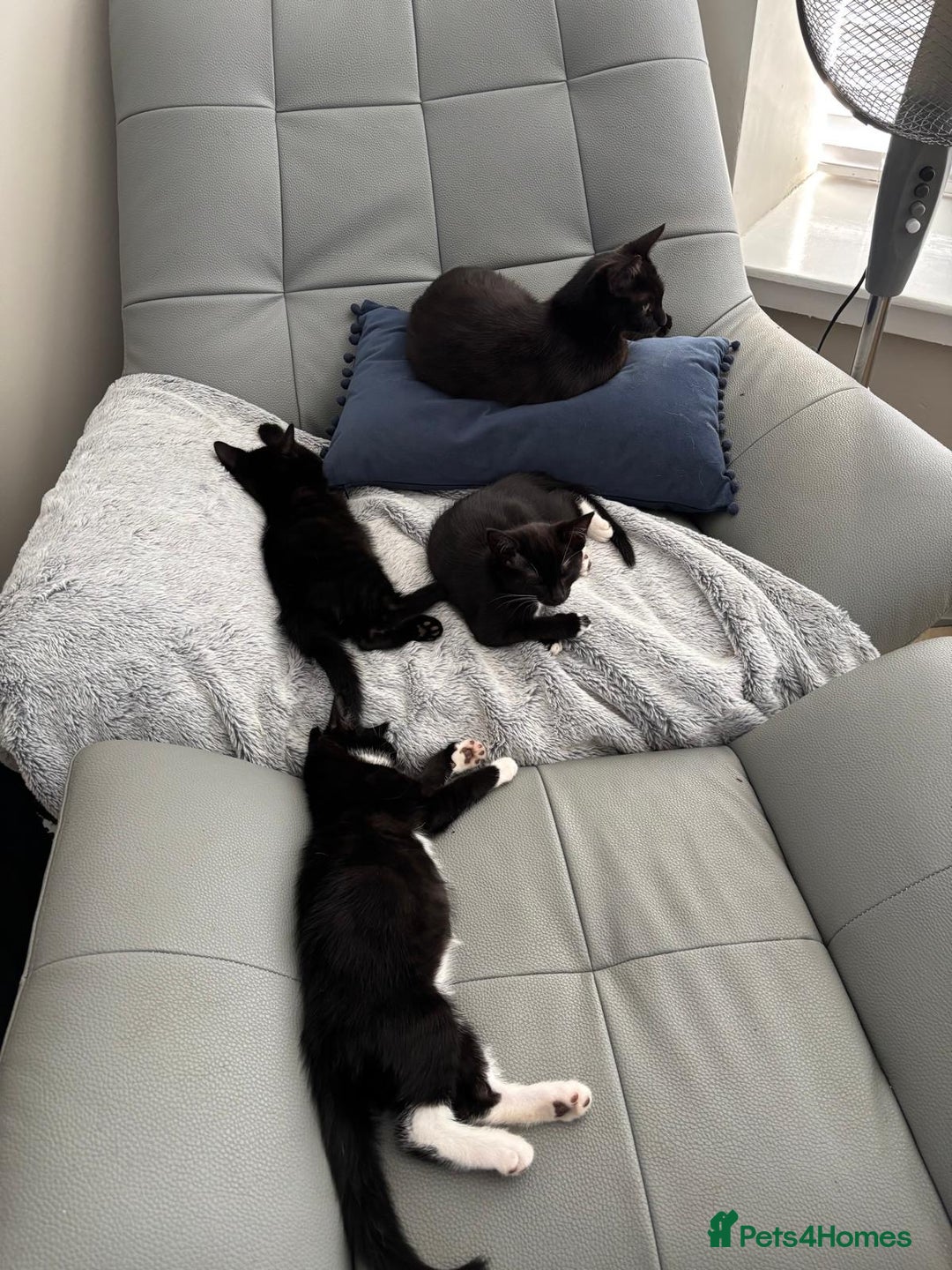 Mixed Breed cats for sale: 3 playful girls  - Image 2