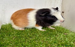 Guinea Pig rodents for sale: Super calm and friendly female guinea pigs  - Image 21