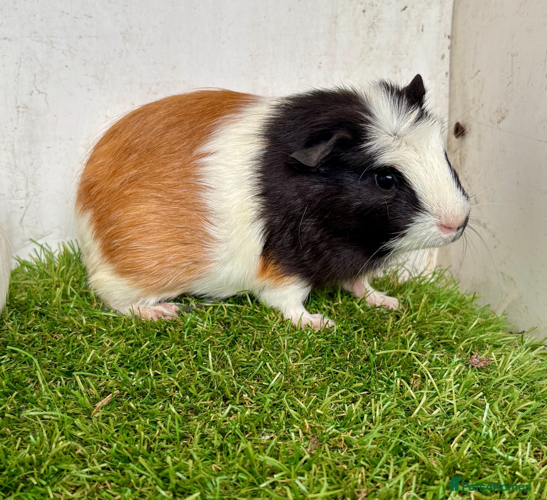 Guinea Pig rodents for sale: Super calm and friendly female guinea pigs  - Image 21