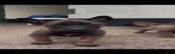 Belgian Shepherd Dog dogs for sale: Belgian Malinois puppies in Bungay - Advert 17