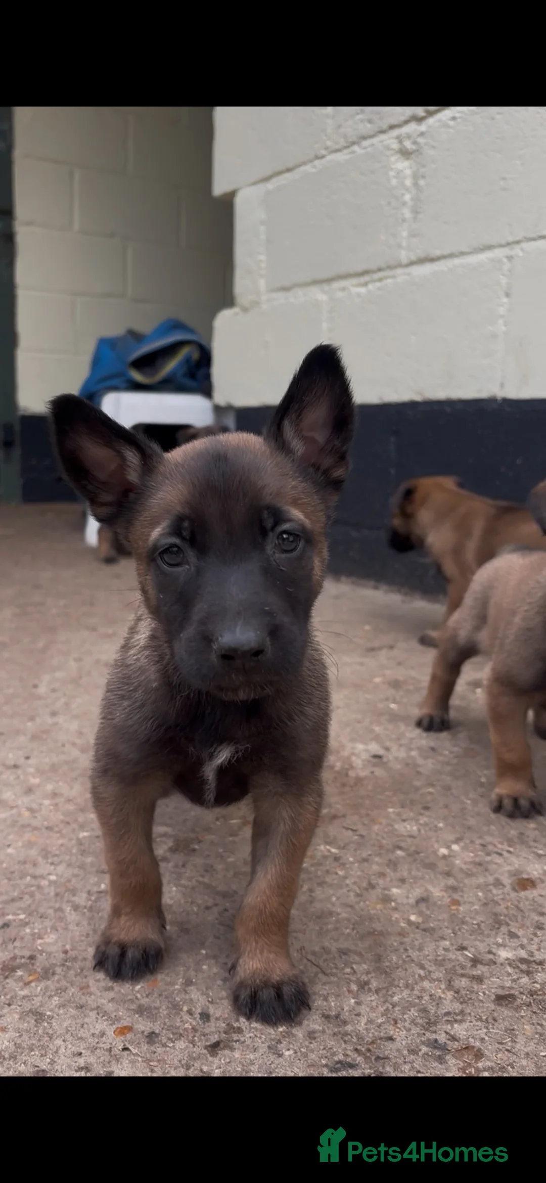 Belgian Shepherd Dog dogs for sale: Belgian Malinois puppies in Bungay - Advert 17